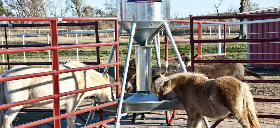 Miniature horses and donkeys eating from a Feed-Smart feeder inside a red pipe-rail pen